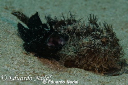 Yawning hairy frogfish with nikon d7000, inon z240 and s2... by Eduardo Nadal 